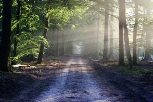 path in the woods